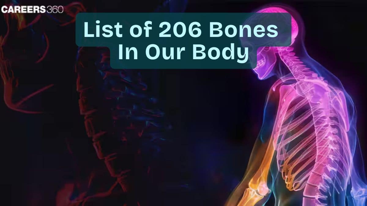 List of the 206 Bones in Our Body